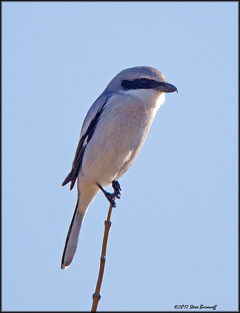_2SB1014 loggerhead shrike.jpg